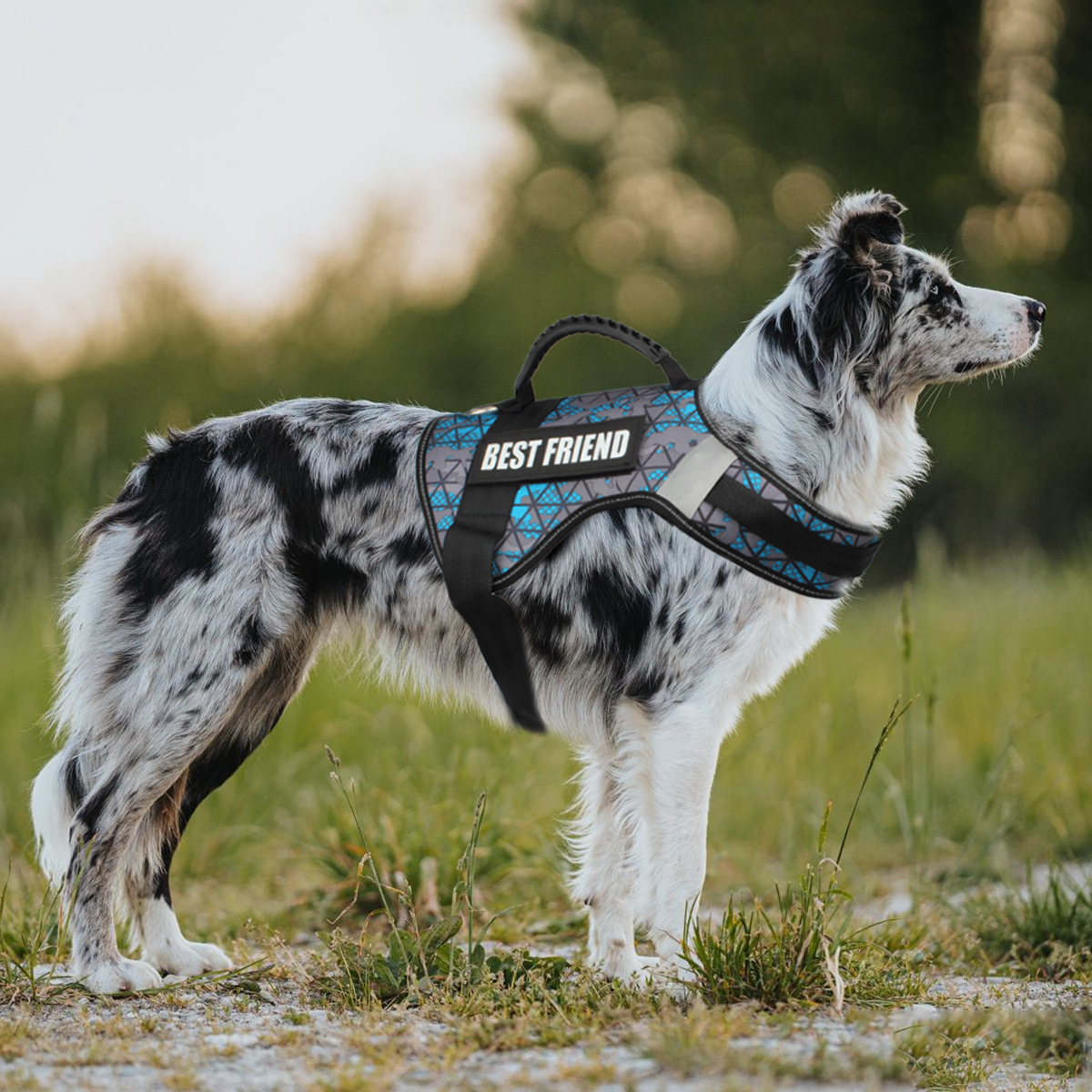 Custom Dog ID Tags For Harness – Sewing Label recenzja i cena